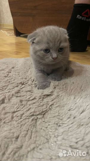 Британская