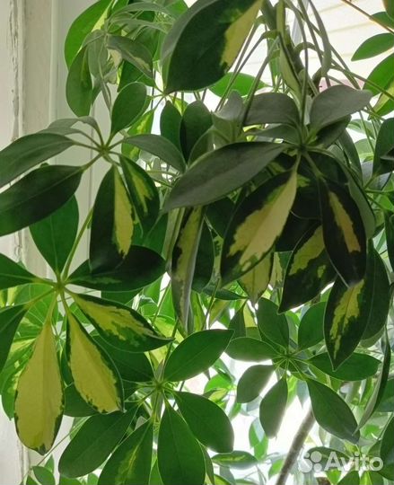 Шефлера вариегатная