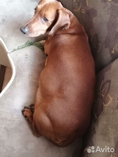 Продам щенков от таксы и полупинчера