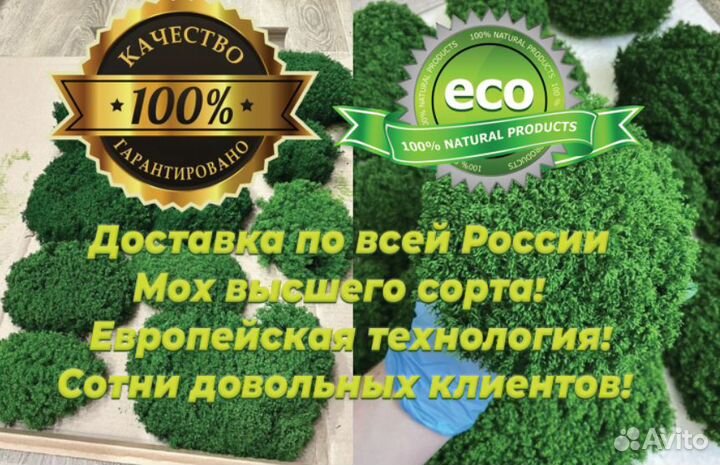 Стабилизированный мох, зеленое яблоко