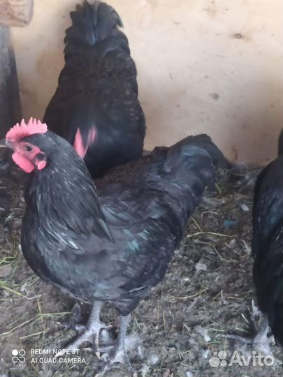 Куры молодки Черный Австралорп