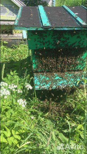 Пчелы среднерусской породы