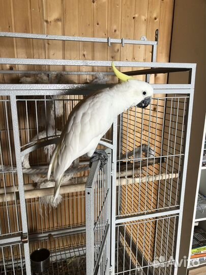 Говорящий попугай какаду