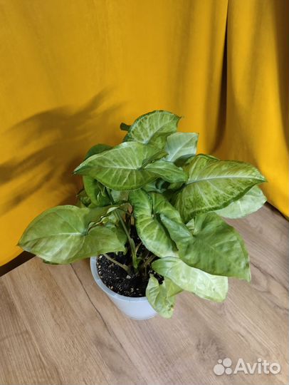 Сингониум баттерфляй (butterfly)