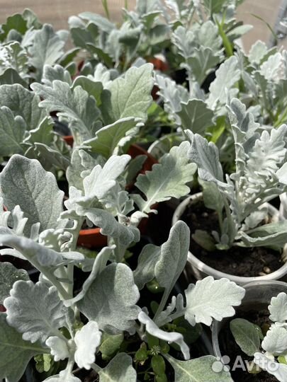 Цинерария серебристая