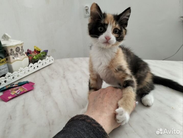 Котенок