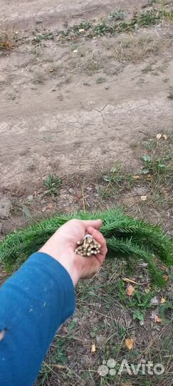 Веники пихта