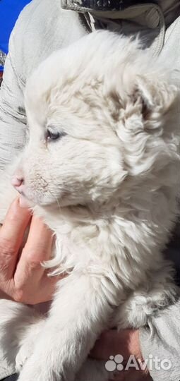 Белый щенок