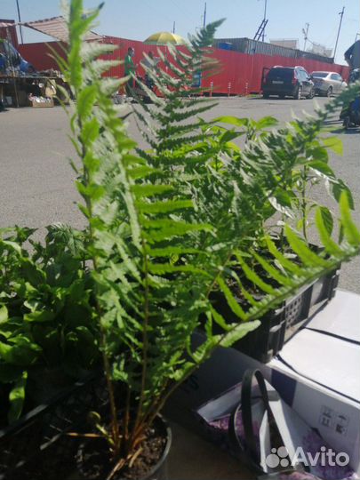 Хоста, папоротник, бересклет