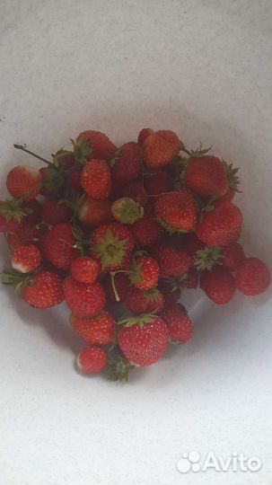 Клубника ремонтантная
