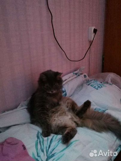 Передержка кошек