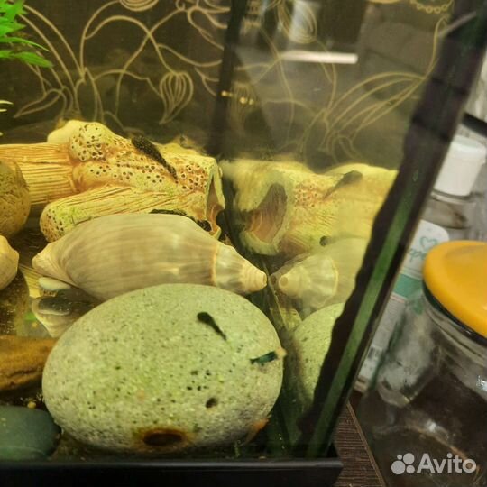 Декоративные сомики и креветки