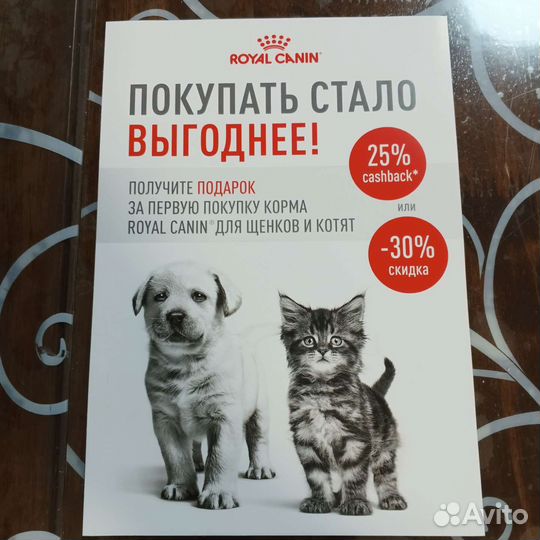 Сухой корм для котят