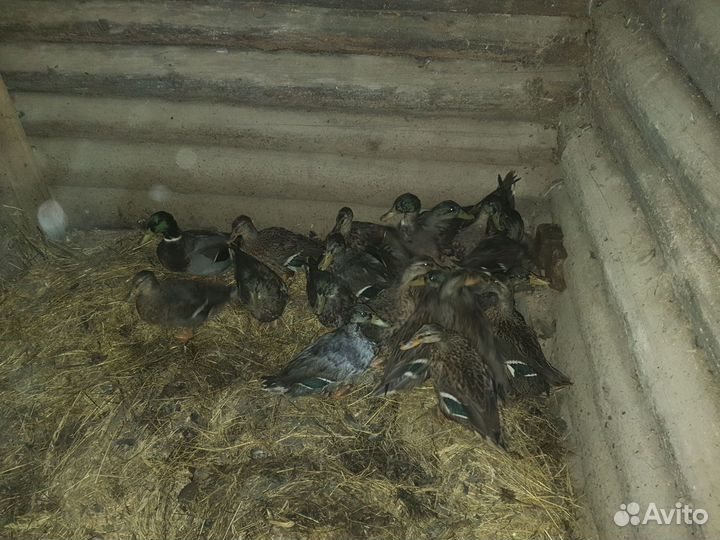 Селезни подсадной утки