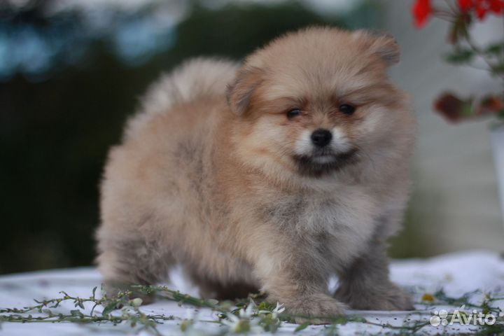 Шпицы соболиные. Мальчики. Девочки