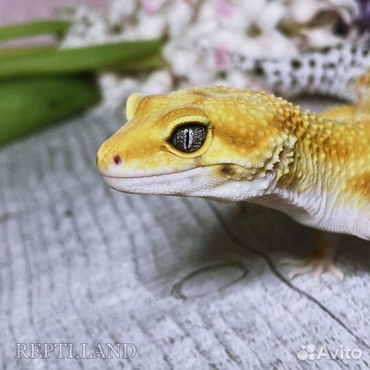 Эублефар и Гемитеконикс