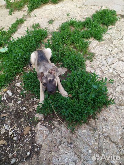 Мини овчарка в добрые руки