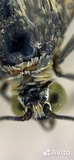 Электронный микроскоп для съемки на телефон