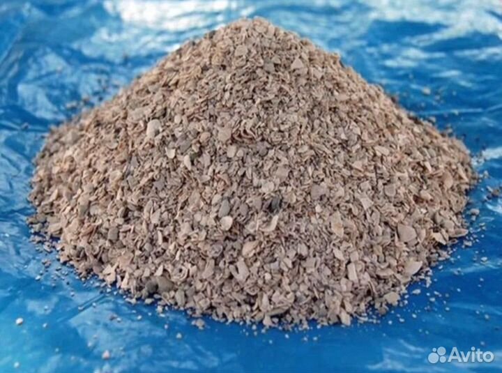 Ракушка морская