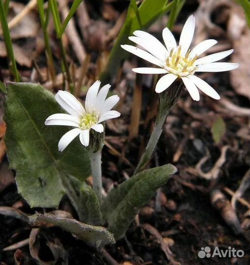 Альпийские растения
