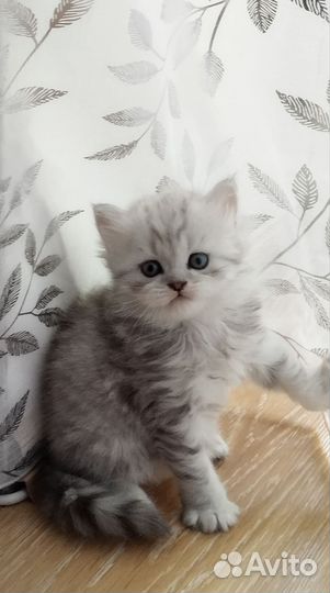 Шотландская