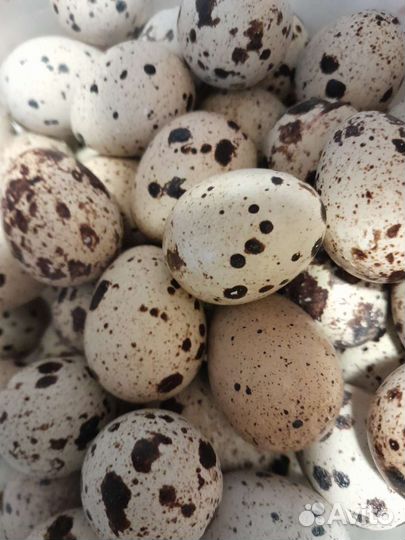 Яйца перепелиные инкубационное