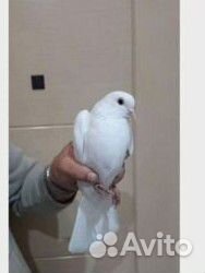 Голуби