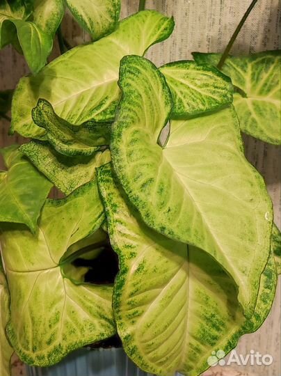 Сингониумы