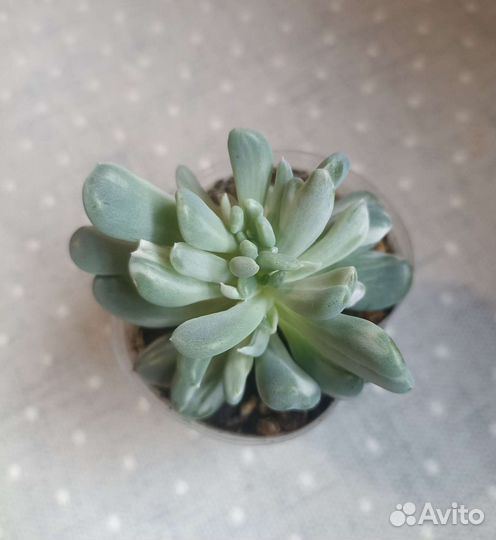 Суккуленты часть 10