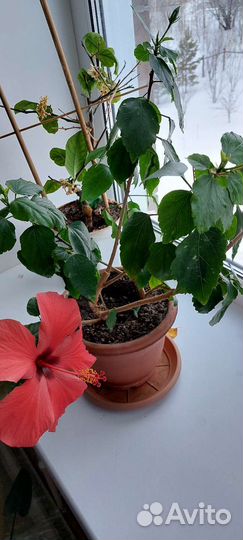 Гибискус взрослый