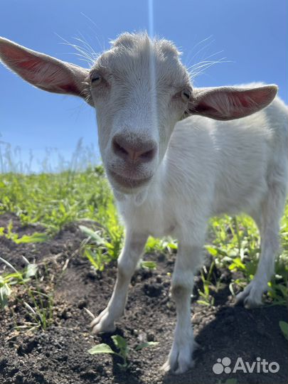 Козлята