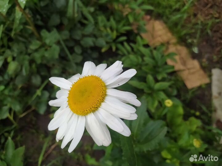 Ромашка белая нивяник кусты