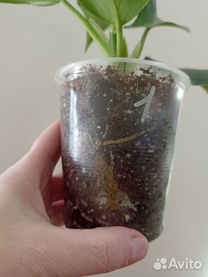 Philodendron white wizard