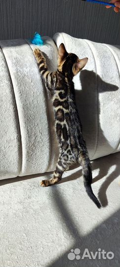 Бенгальские котята