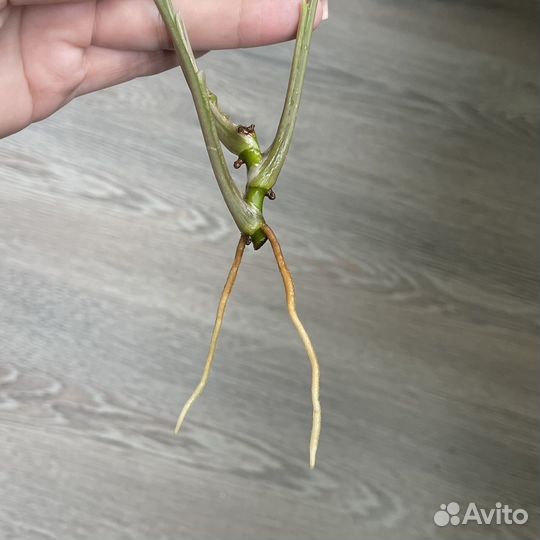 Сингониум старлайт