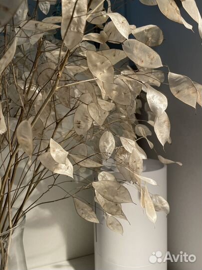 Лунария букет сухоцвет