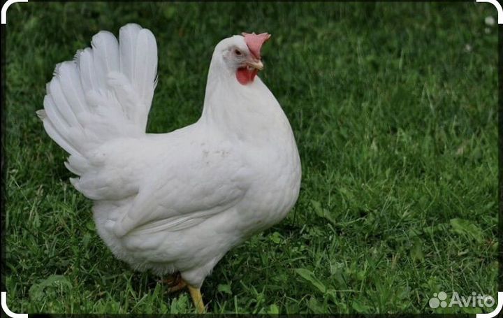Куры несушки легорн