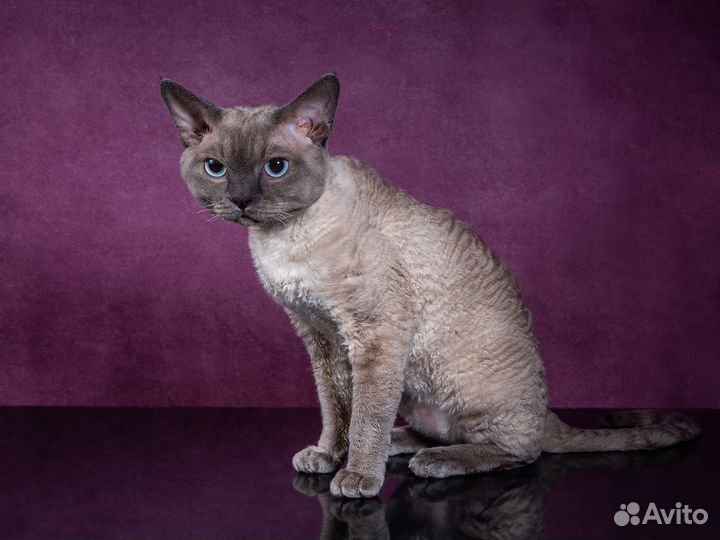 Кот Девон-рекс вязка