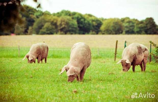 Субпродукты свиные