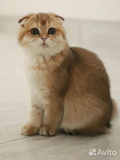 Шотландская девочка