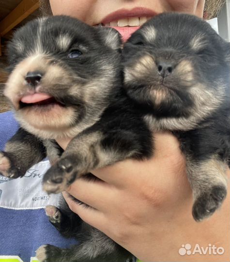 Щенки шпица