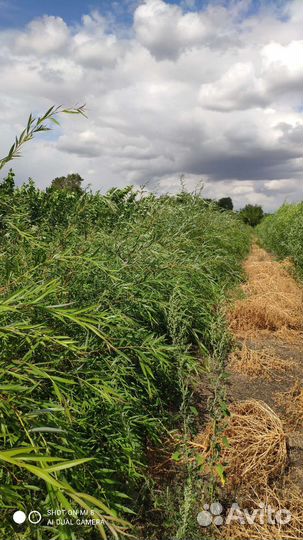 Ива плакучая