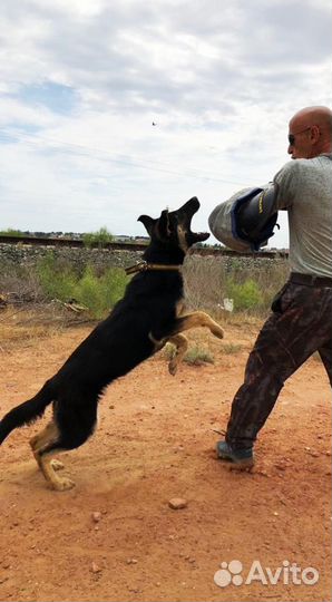 Дрессировка собак