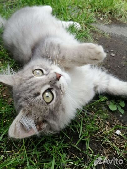 Котята девочки в добрые руки