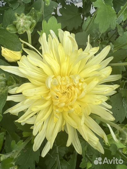 Хризантемы