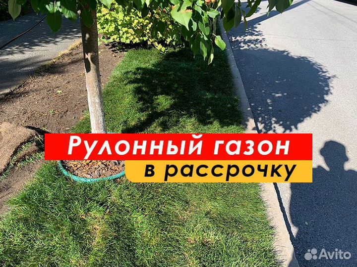 Рулонный газон под ключ