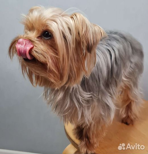 Йоркширский терьер мини беби фейс