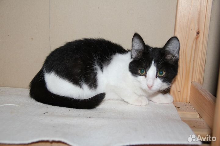 Кошечка очень ласковая