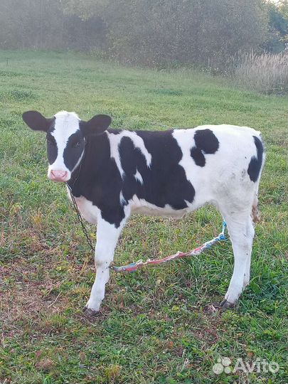 Тёлка голштинка