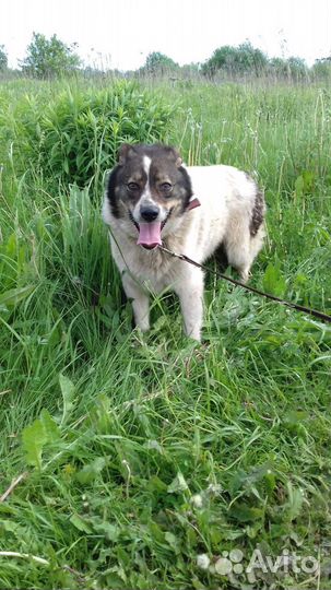 Капа. Родилась в сентябре 2016г